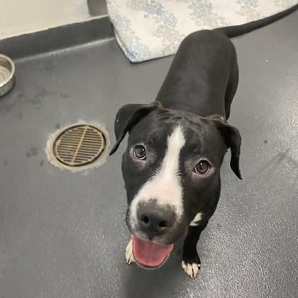 Oreo, ADOPTABLE, Young Female Mixed Breed.