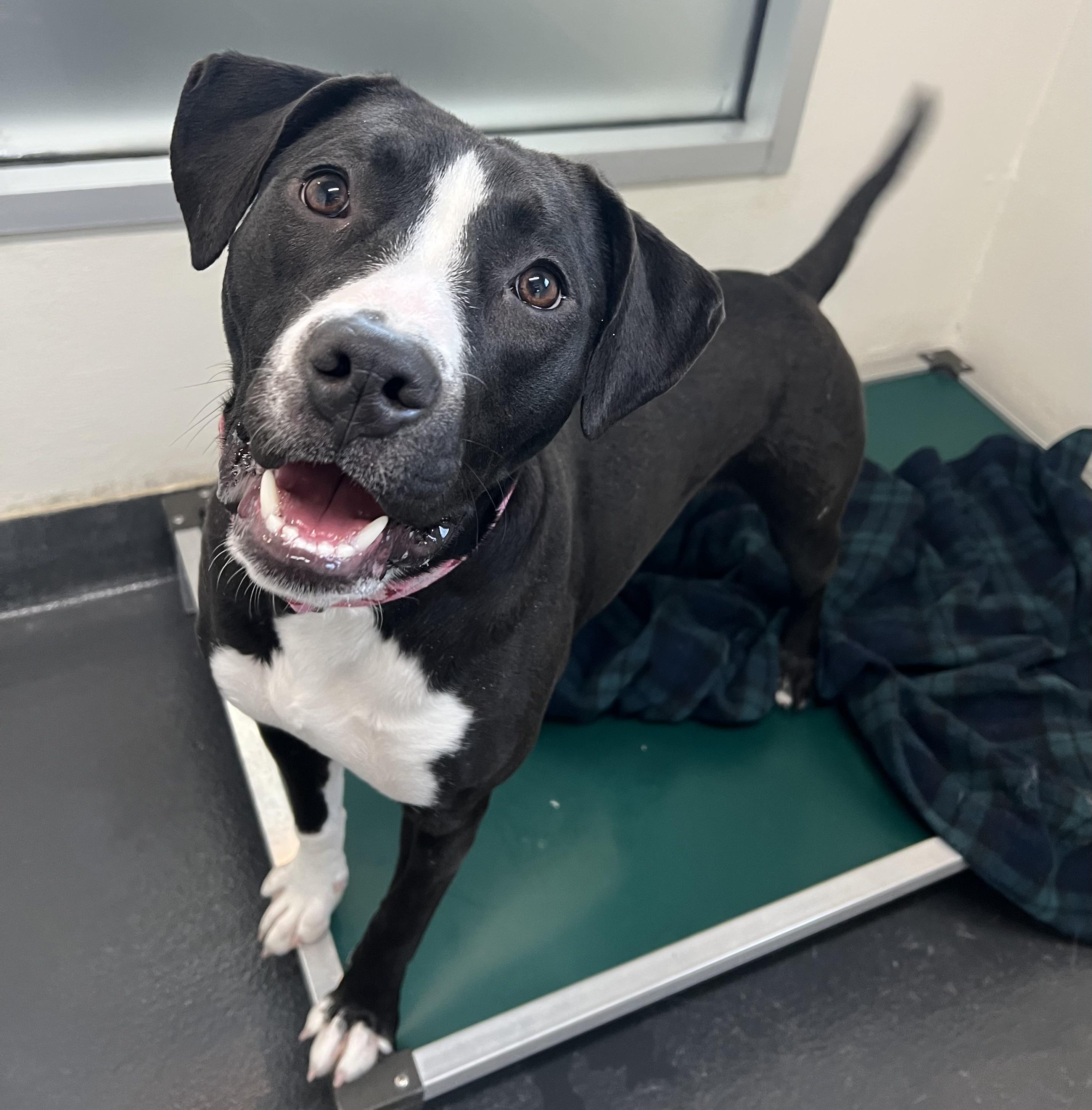 Enlarge Oreo, a ADOPTABLE mixed breed in Ithaca, NY image 1/4