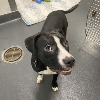 Enlarge Oreo, a ADOPTABLE mixed breed in Ithaca, NY image 2/2