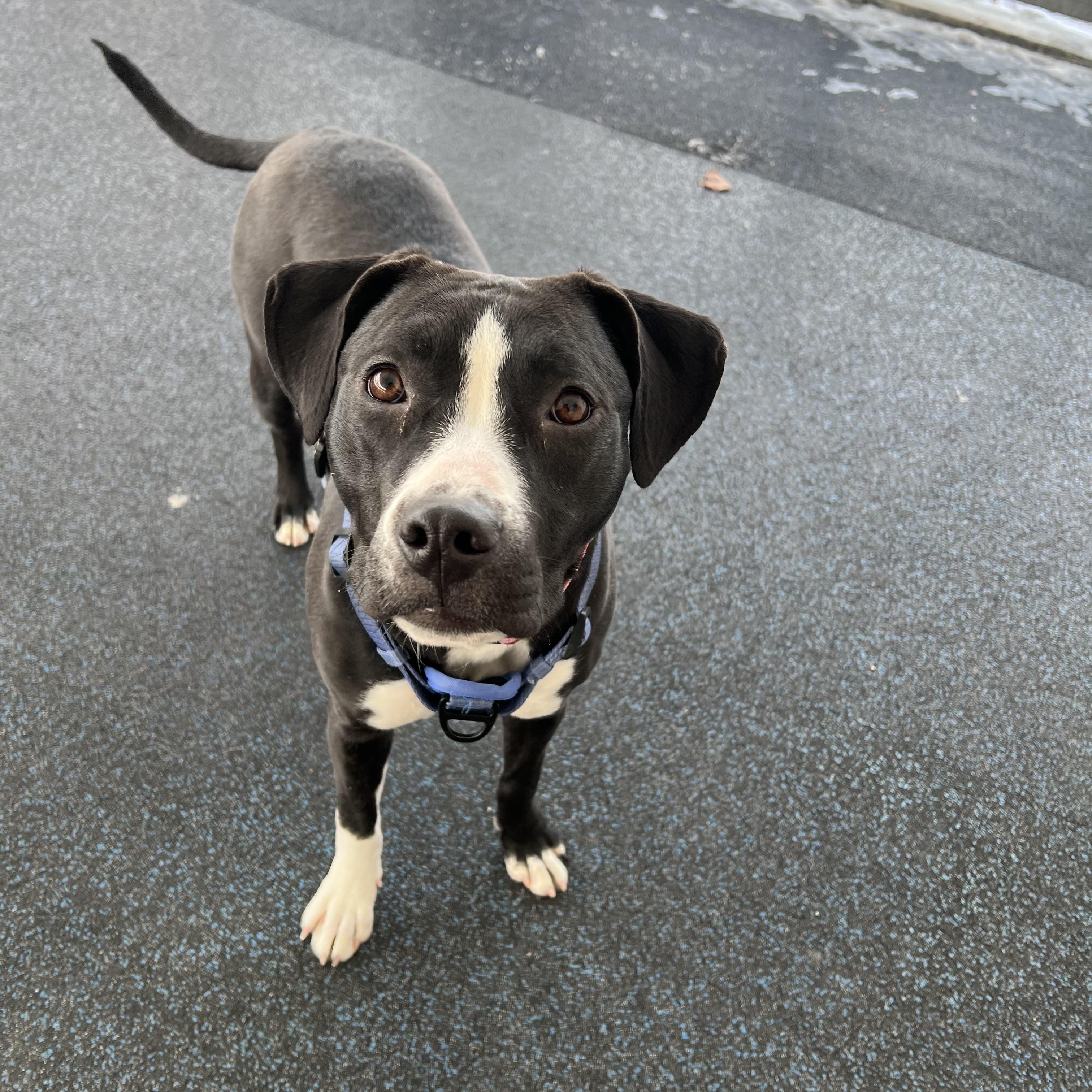Enlarge Oreo, a ADOPTABLE mixed breed in Ithaca, NY image 3/4