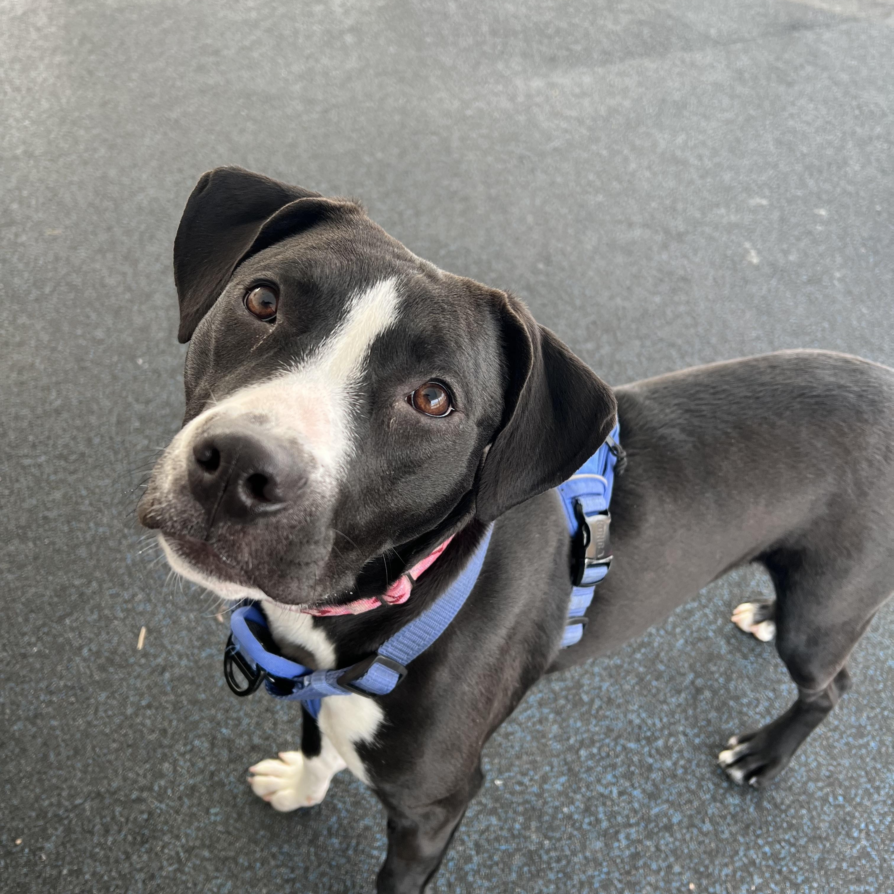 Enlarge Oreo, a ADOPTABLE mixed breed in Ithaca, NY image 4/4