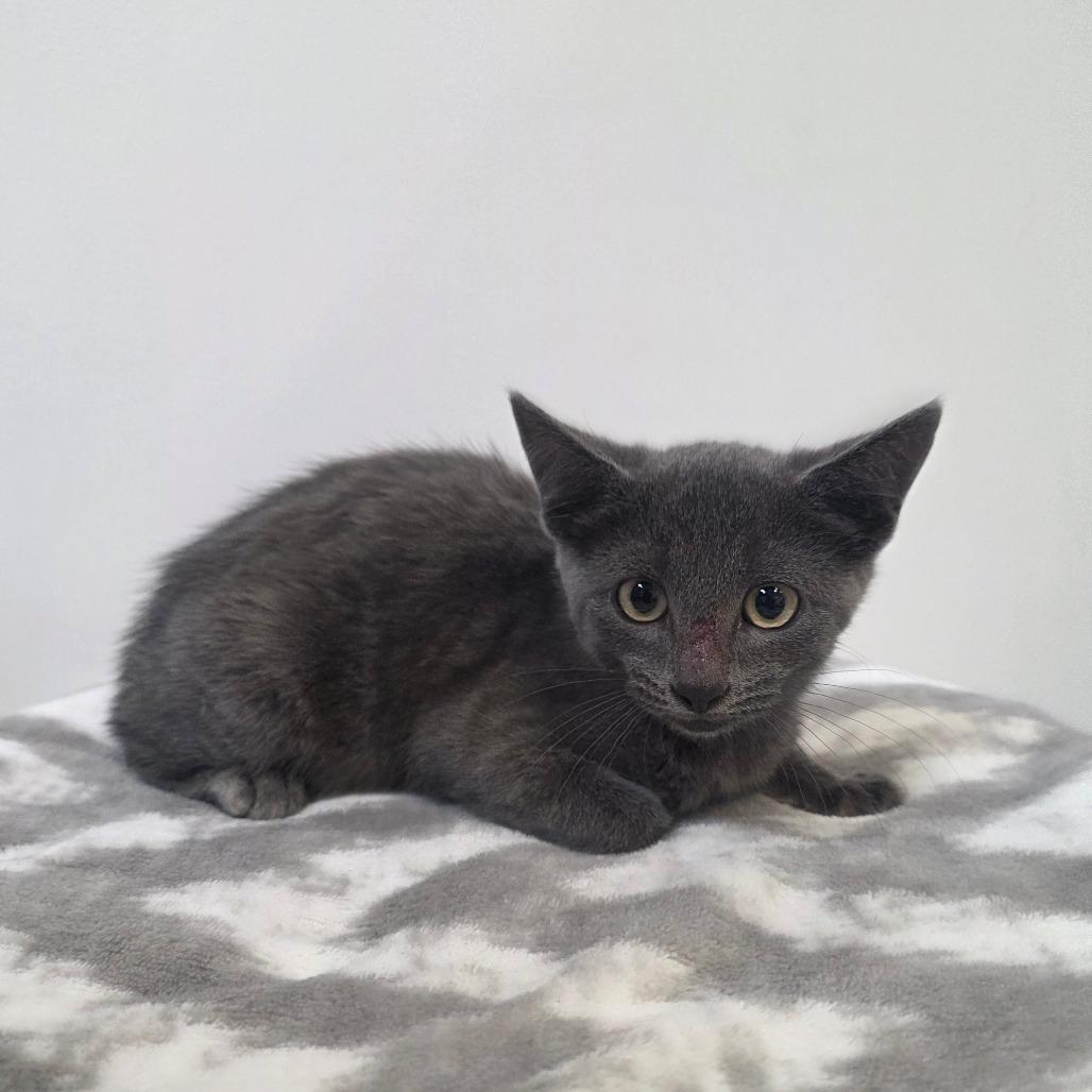 Sundae, Adoptable, Kitten Female Domestic Short Hair.