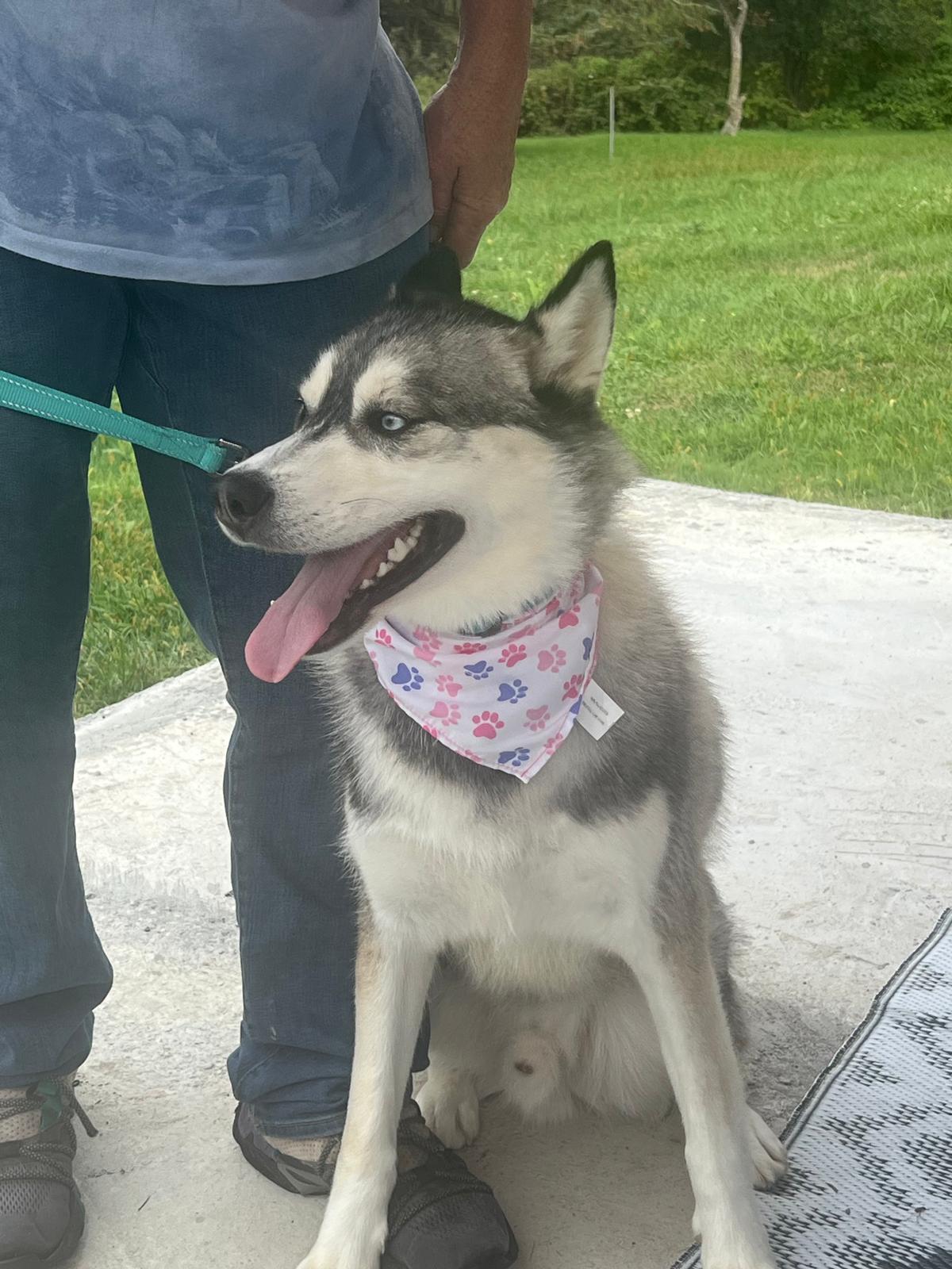 ROCKWELL in New York to meet and greet!, a Adoptable Siberian Husky in New York, NY image 4/6