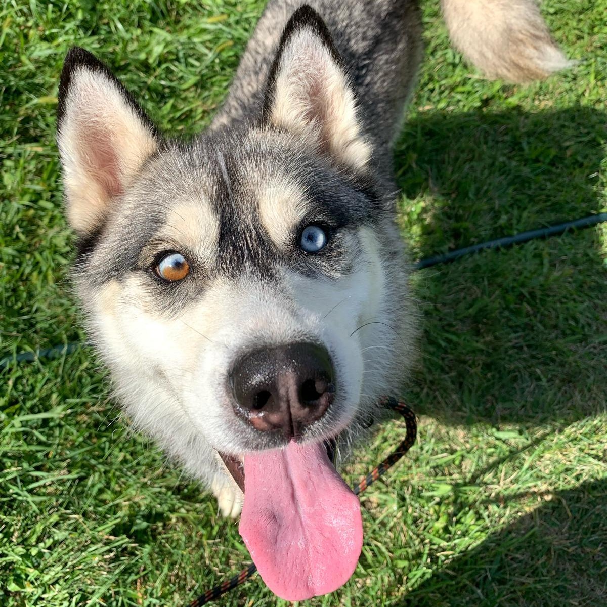 ROCKWELL in New York to meet and greet!, a Adoptable Siberian Husky in New York, NY image 1/6