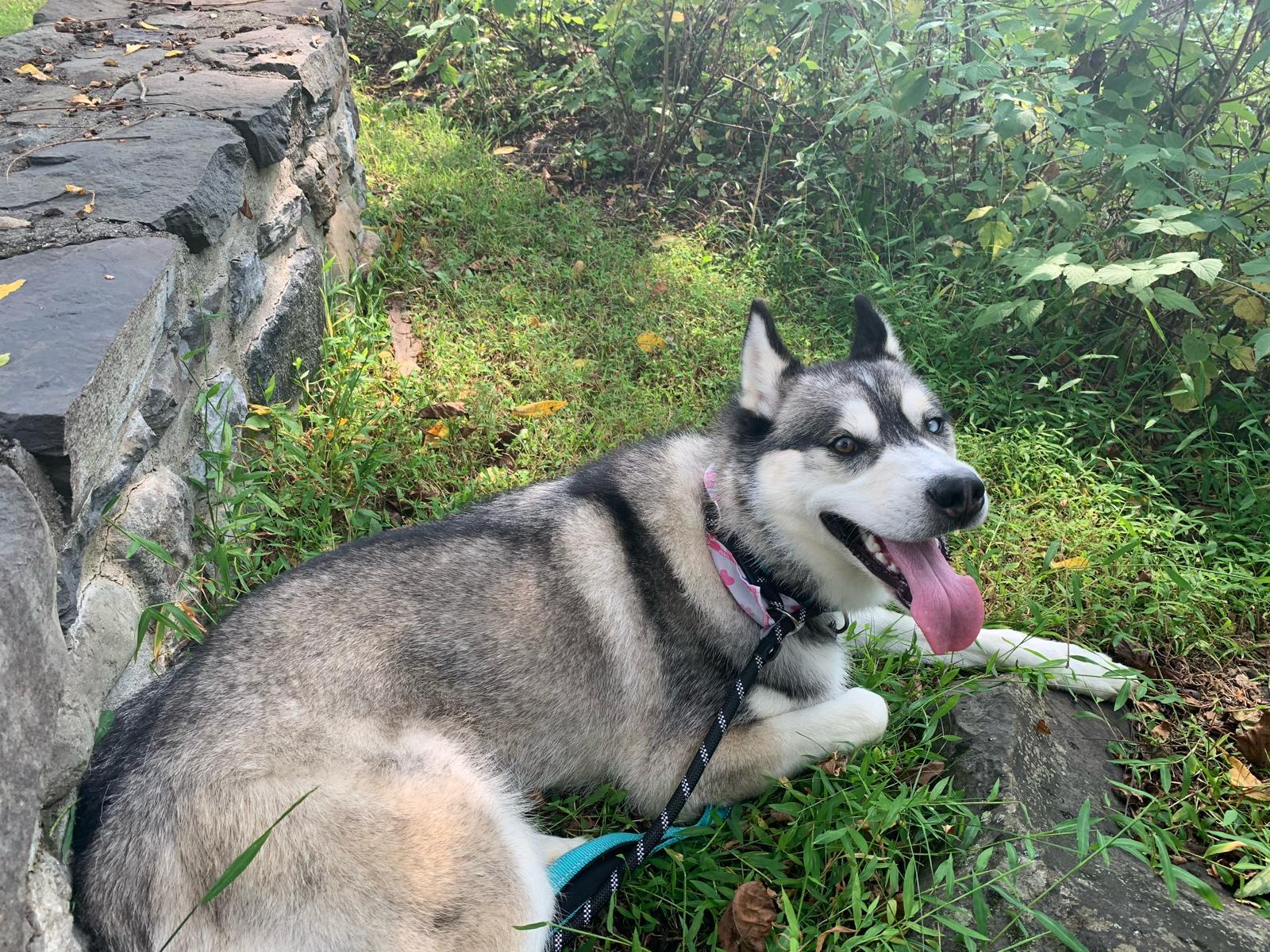 ROCKWELL in New York to meet and greet!, a Adoptable Siberian Husky in New York, NY image 5/6