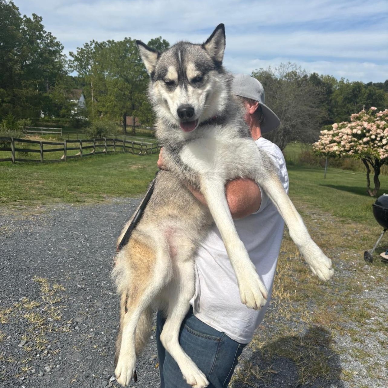 Enlarge ROCKWELL in New York to meet and greet!, a Adoptable Siberian Husky in New York, NY image 5/6