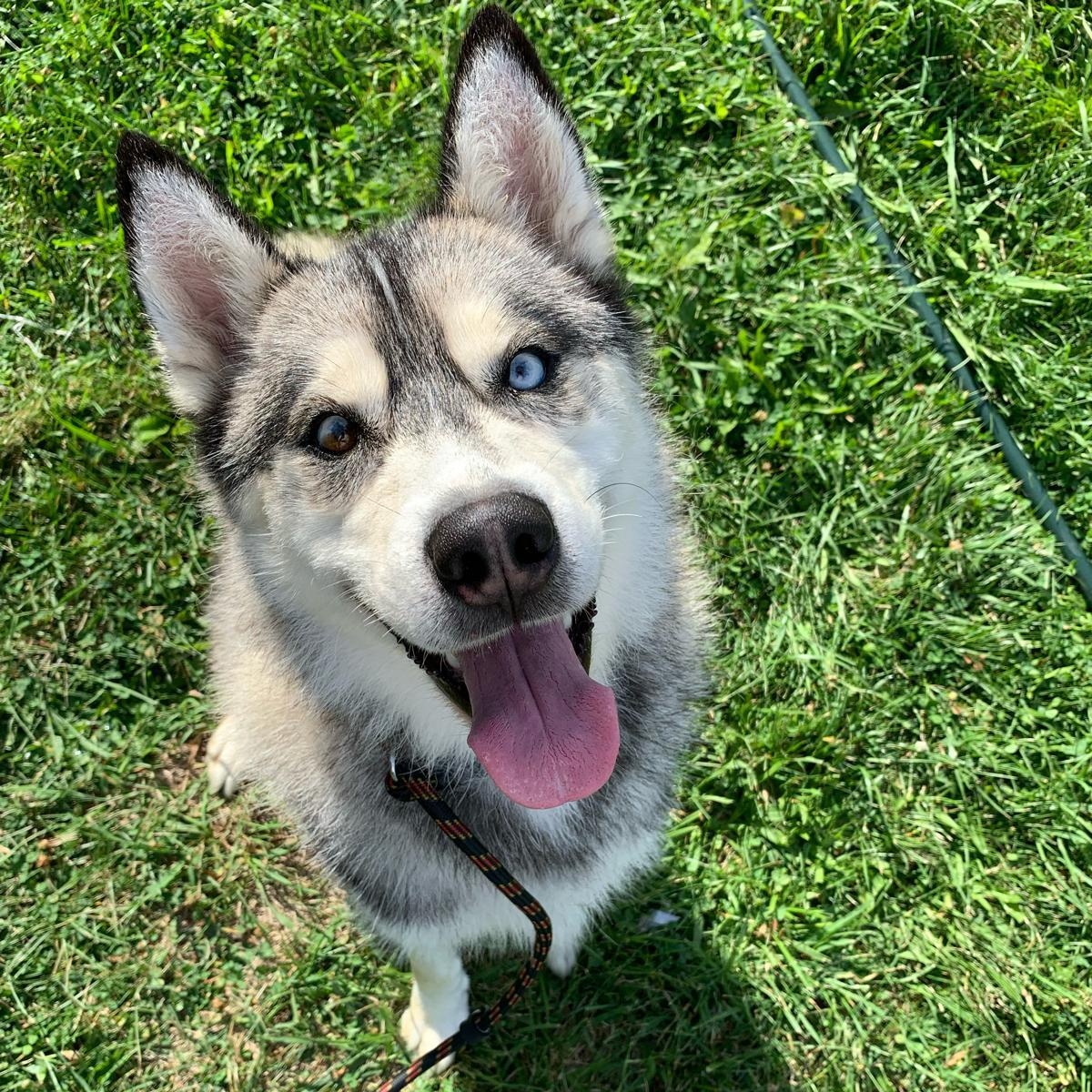 ROCKWELL in New York to meet and greet!, a Adoptable Siberian Husky in New York, NY image 2/6