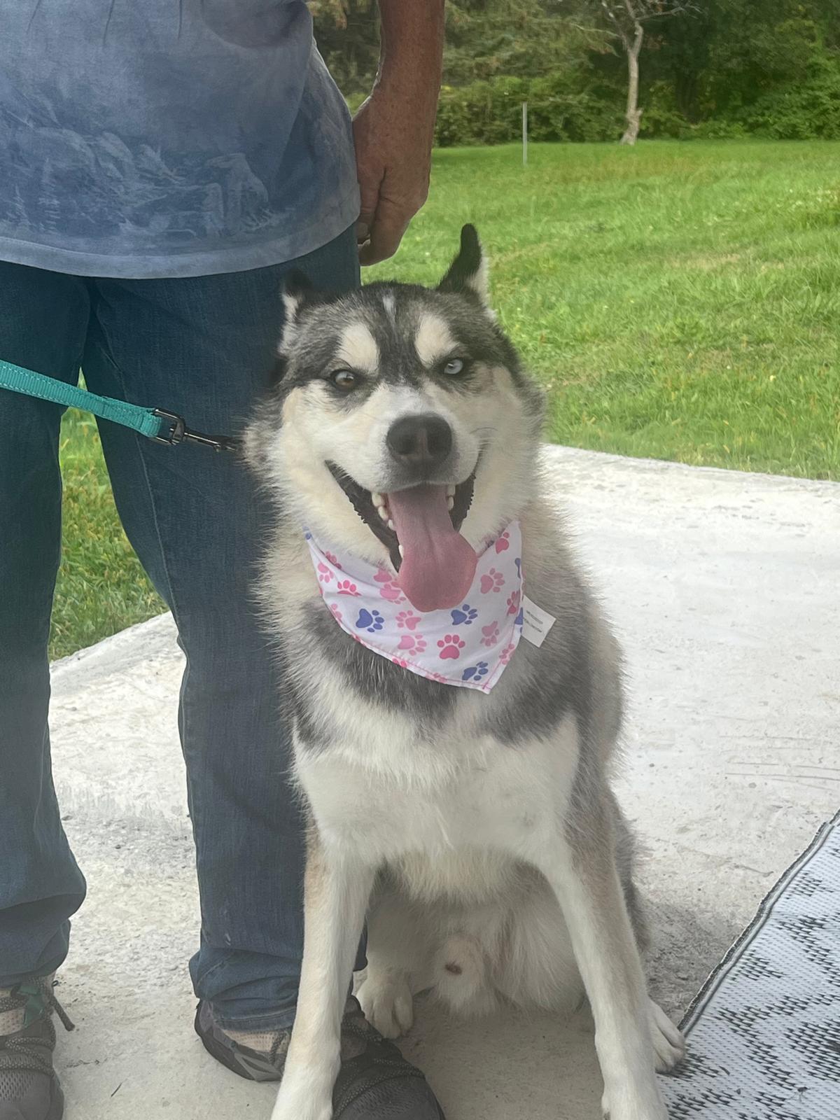 ROCKWELL in New York to meet and greet!, a Adoptable Siberian Husky in New York, NY image 3/6