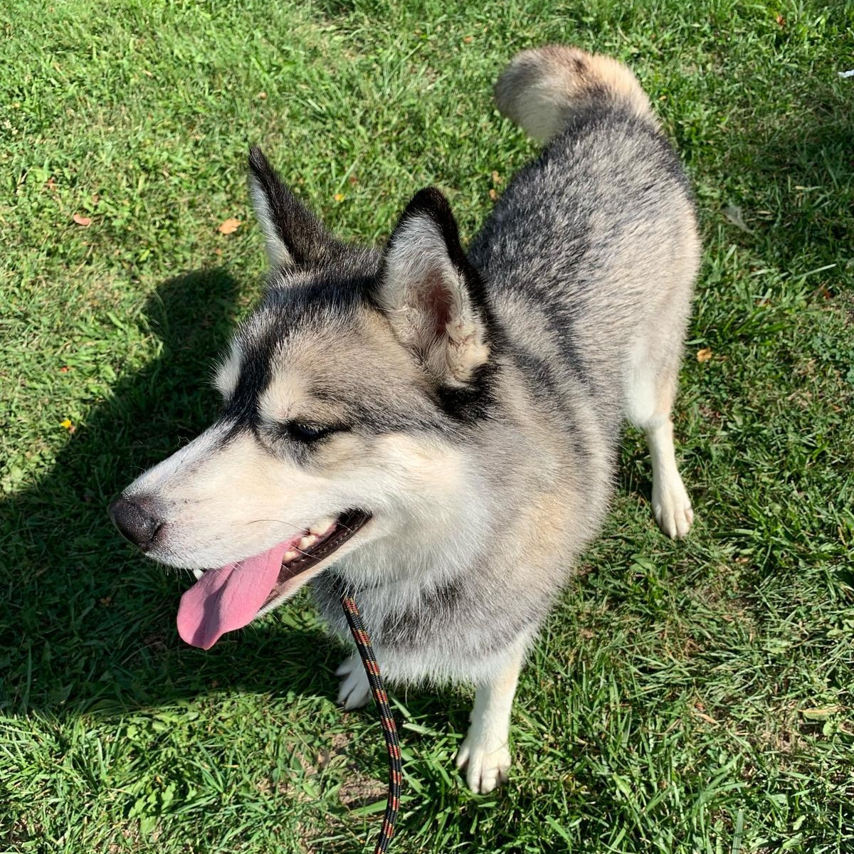 ROCKWELL in New York to meet and greet!, a Adoptable Siberian Husky in New York, NY image 6/6