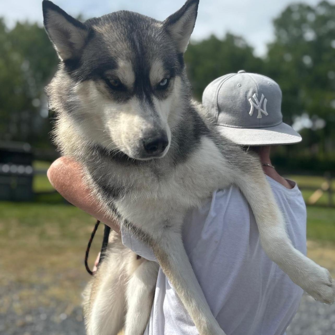 Enlarge ROCKWELL in New York to meet and greet!, a Adoptable Siberian Husky in New York, NY image 6/6