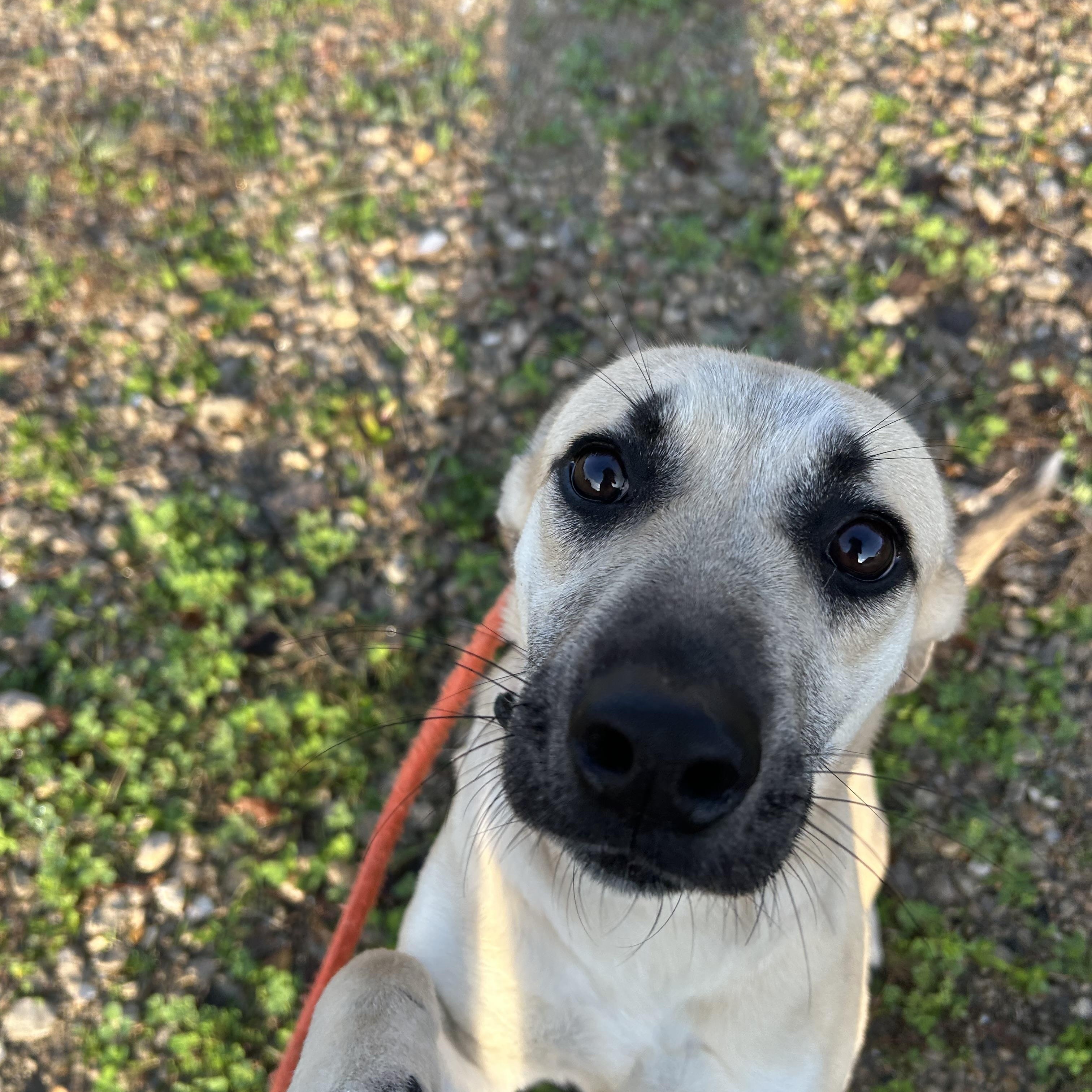 Shera, an adopted mixed breed in Brattleboro, VT image 3/5