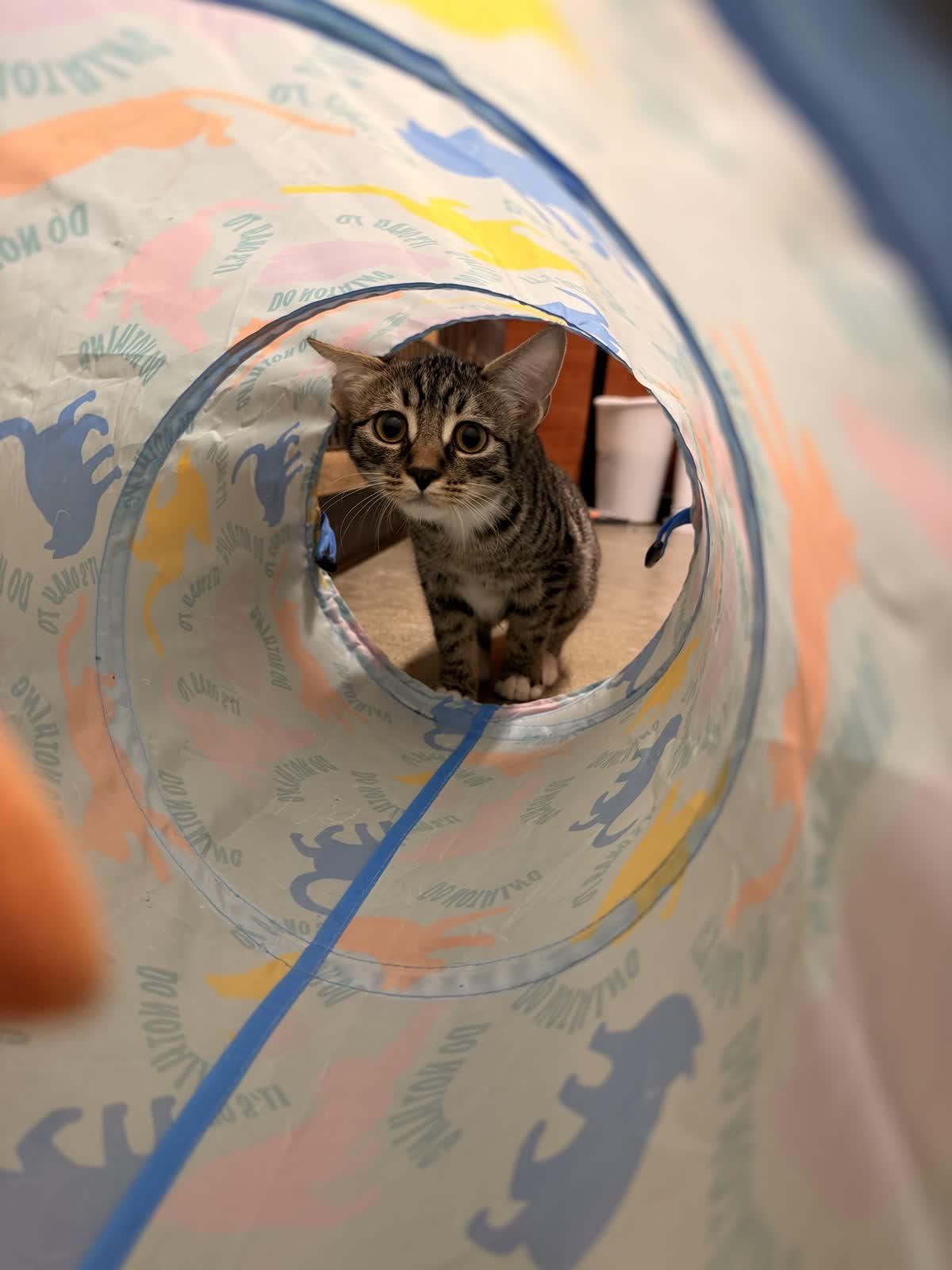 Enlarge Ripley, a Adoptable Domestic Short Hair in Covina , CA image 2/4