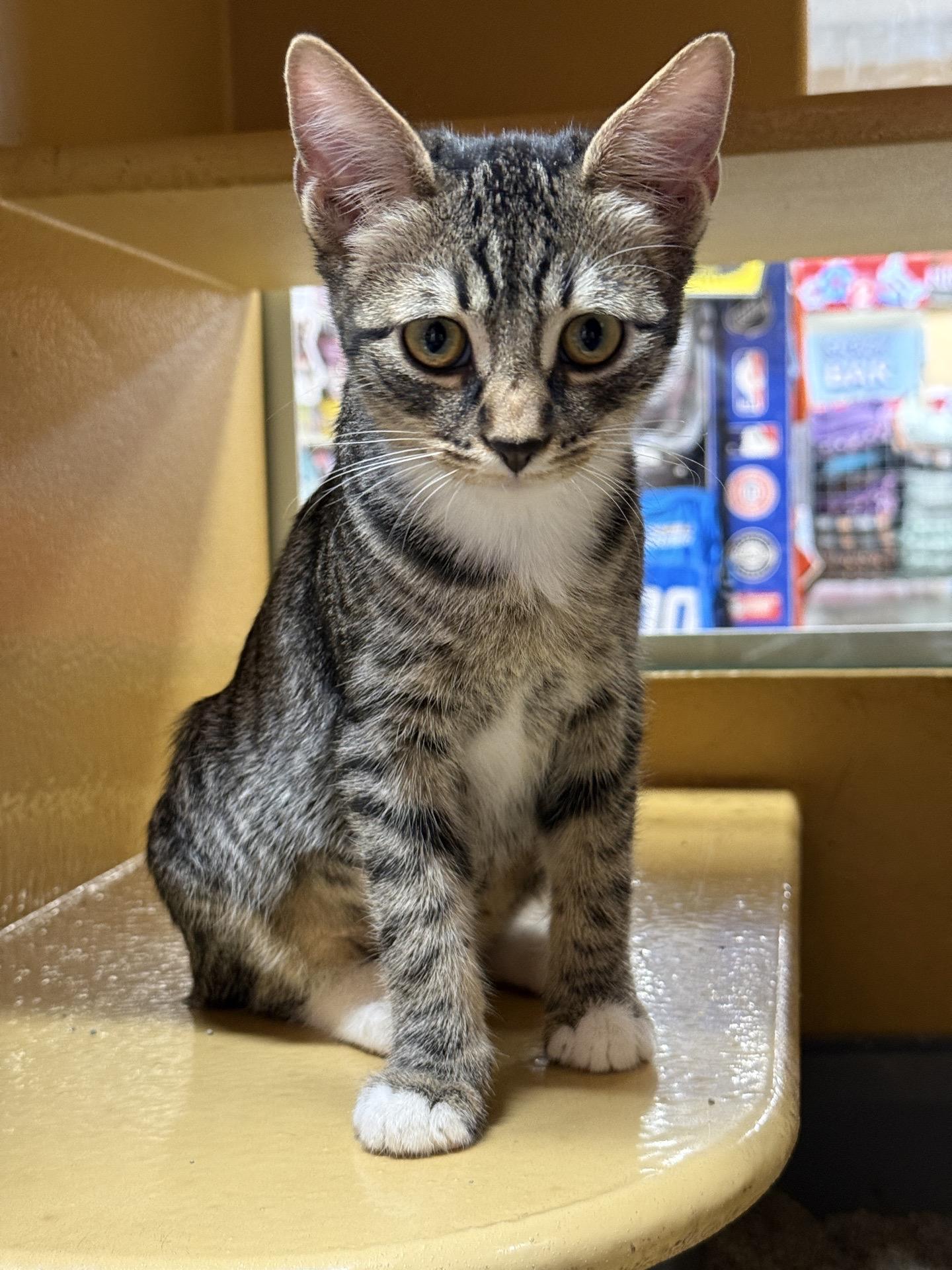 Enlarge Ripley, a Adoptable Domestic Short Hair in Covina , CA image 3/4