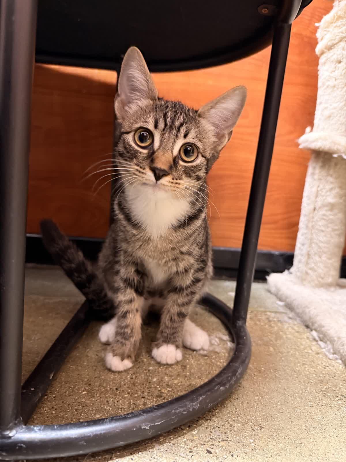 Enlarge Ripley, a Adoptable Domestic Short Hair in Covina , CA image 1/4