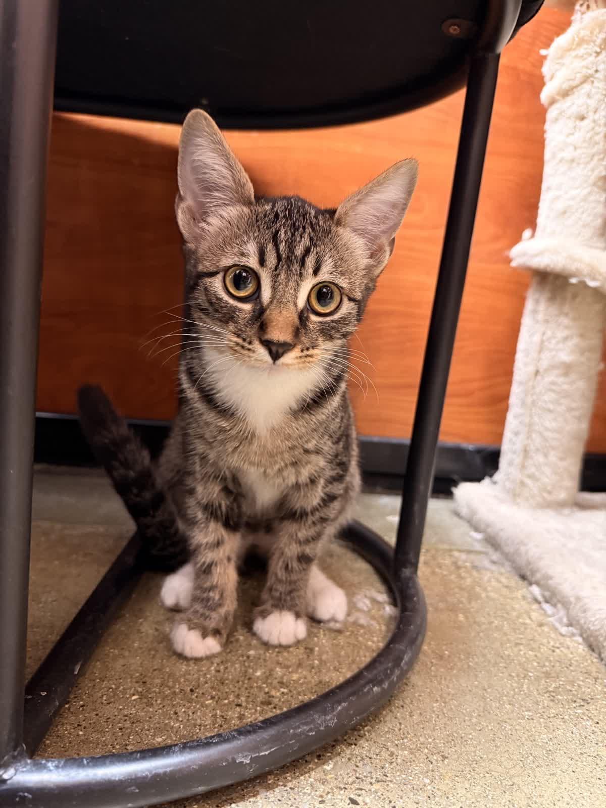 Enlarge Ripley, a Adoptable Domestic Short Hair in Covina , CA image 4/4