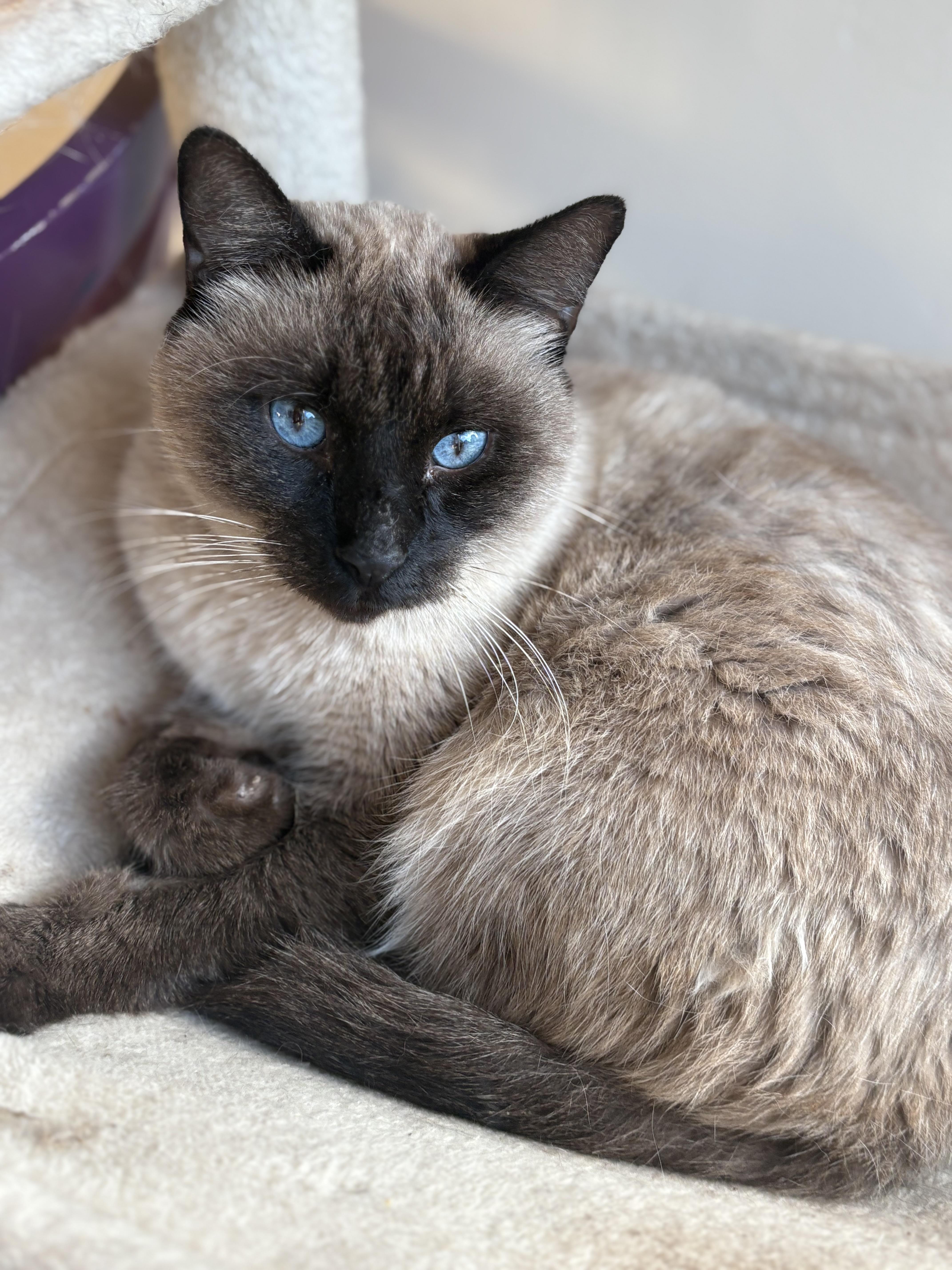Hudson, an adopted Siamese in SCOTTSDALE, AZ image 1/5