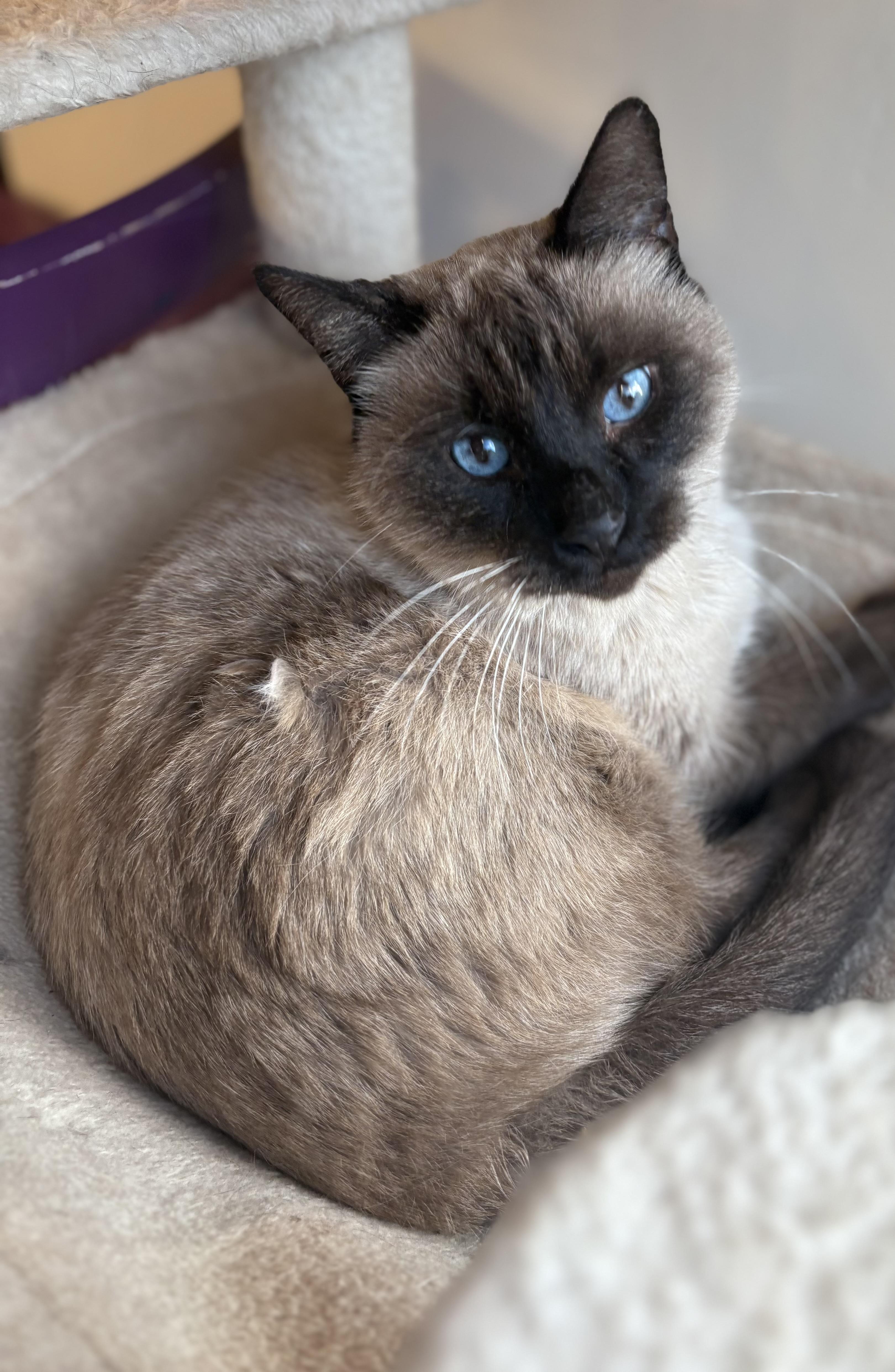 Hudson, an adopted Siamese in SCOTTSDALE, AZ image 2/5