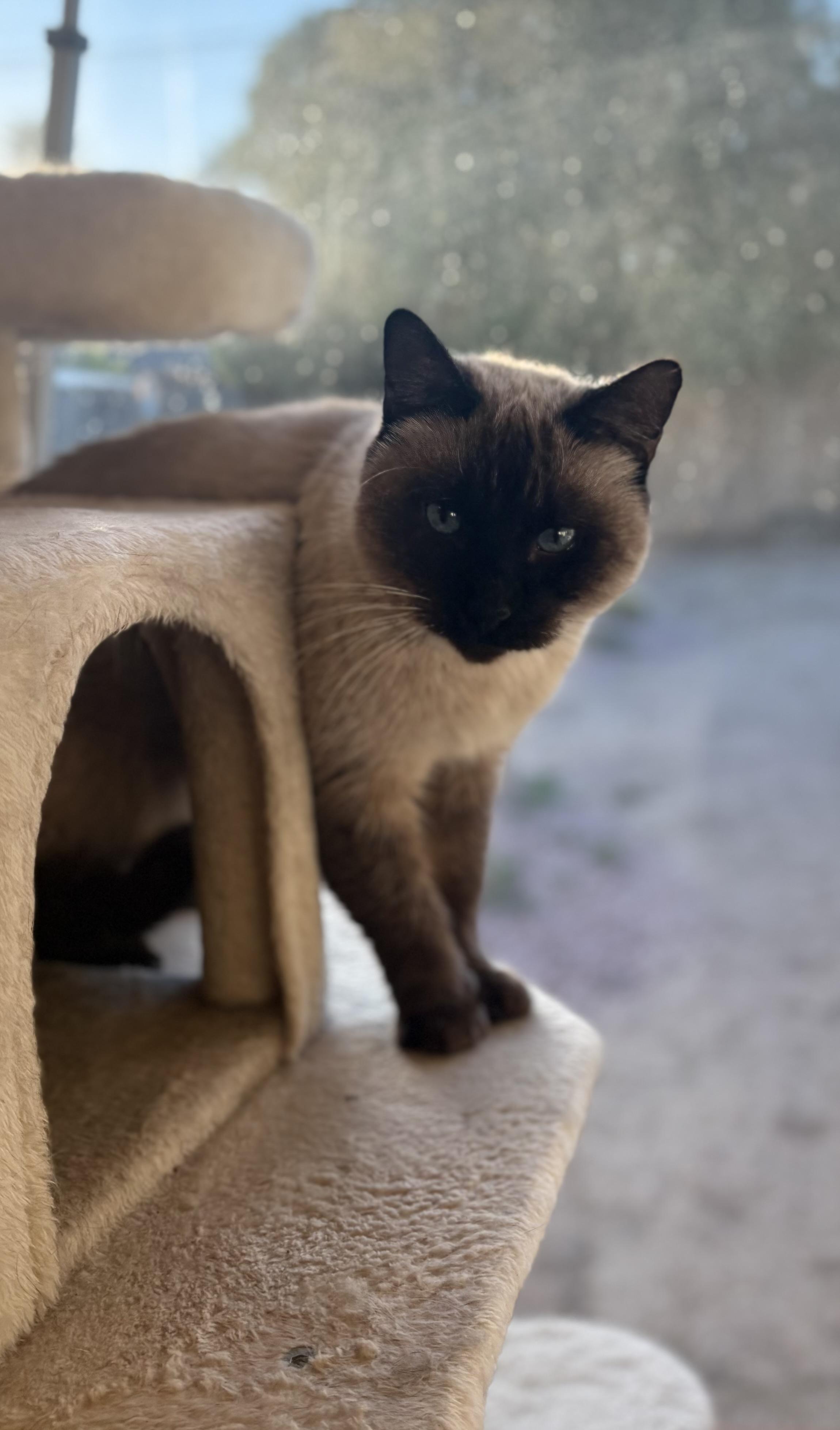 Hudson, an adopted Siamese in SCOTTSDALE, AZ image 3/5
