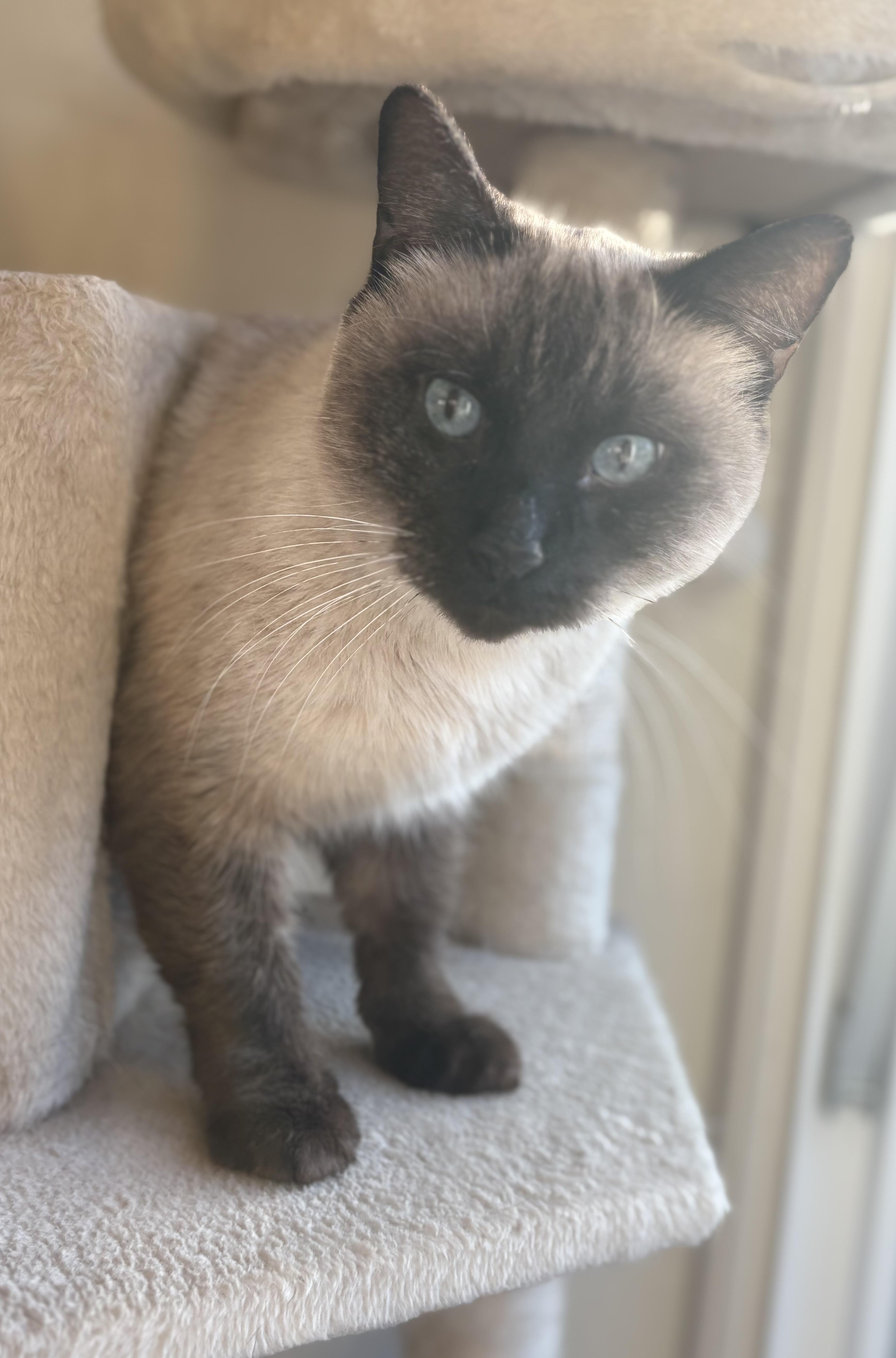 Hudson, an adopted Siamese in SCOTTSDALE, AZ image 4/5