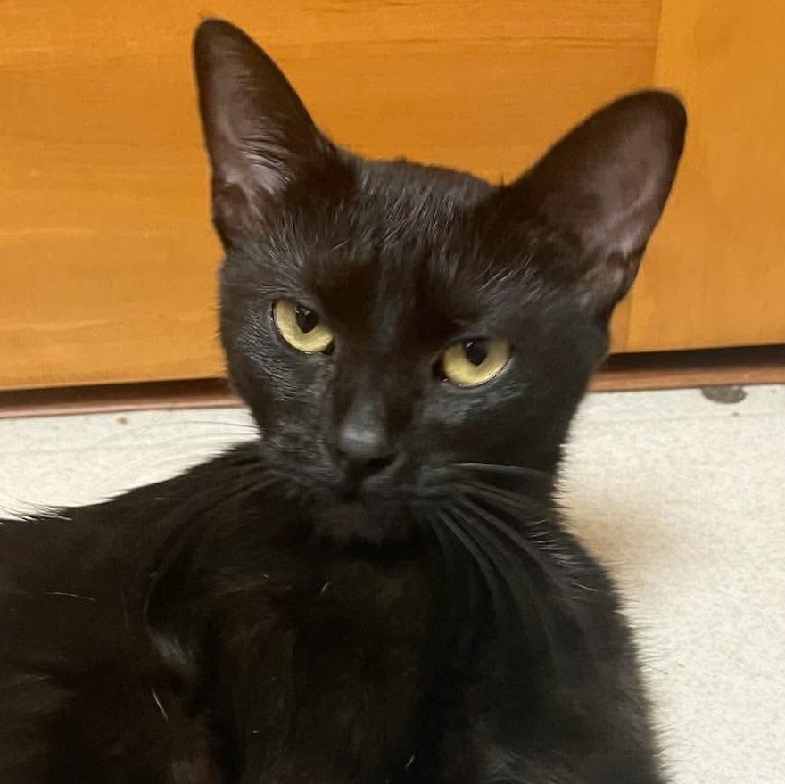 Lady Otama, Adoptable, Kitten Female Domestic Short Hair.
