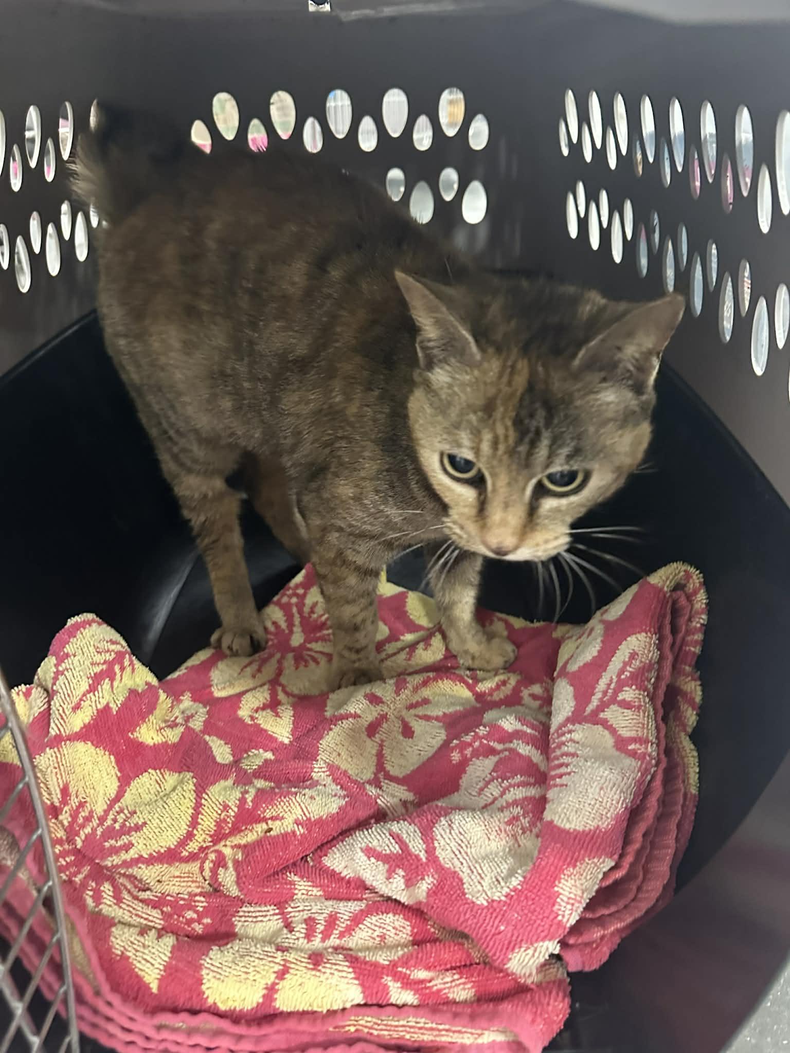 Enlarge Shasta, an adoptable Domestic Short Hair in Brentwood, TN image 1/1