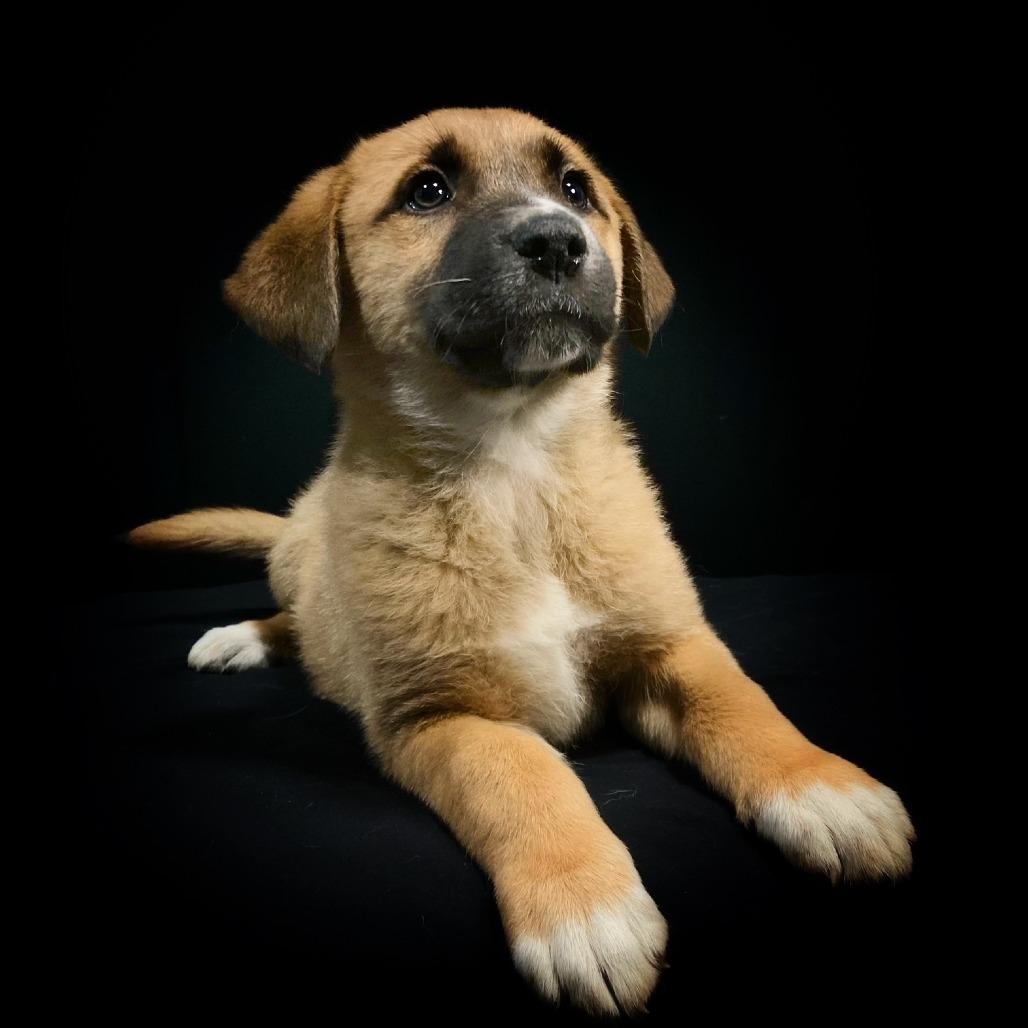 Della Jean, Adoptable, Puppy Female Labrador Retriever & Mixed Breed.