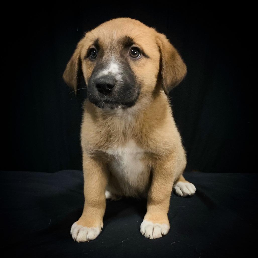 Enlarge Della Jean, a Adoptable mixed breed in Cabot, AR image 2/4