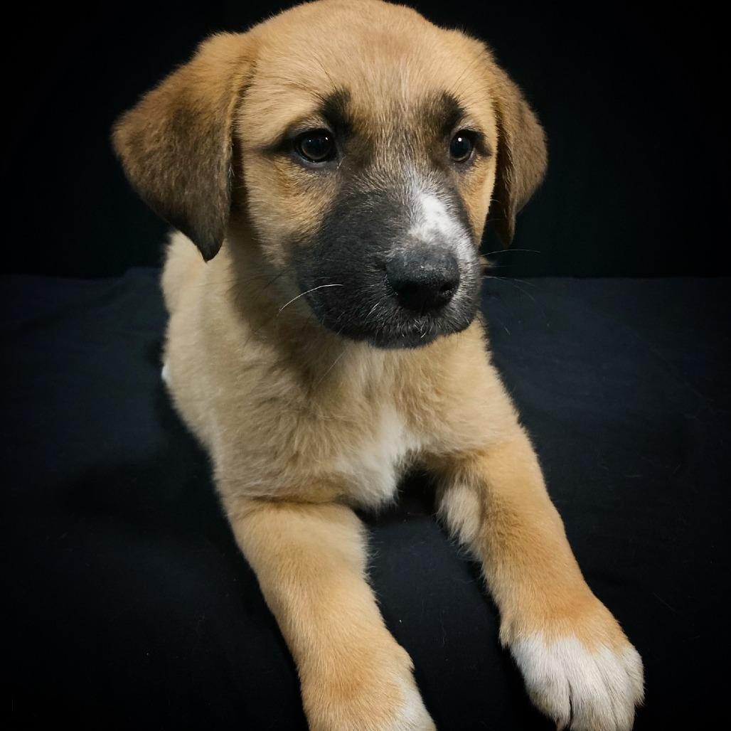 Enlarge Della Jean, a Adoptable mixed breed in Cabot, AR image 3/4