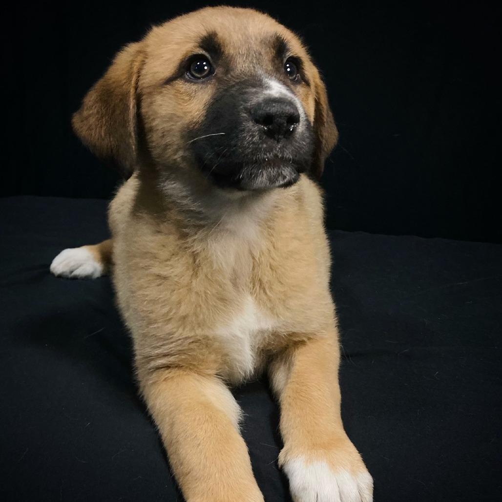 Enlarge Della Jean, a Adoptable mixed breed in Cabot, AR image 4/4