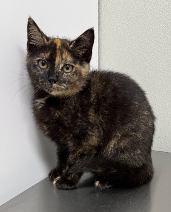 Enlarge Lainey, a Adoptable Tortoiseshell in Hornell, NY image 1/1