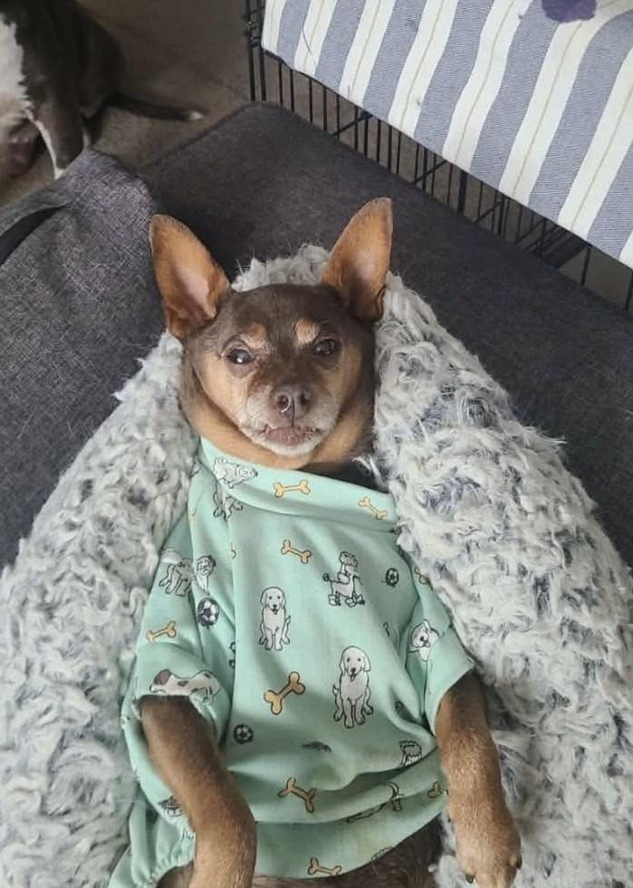 Enlarge Sir Charles, a Adoptable Chihuahua in Shawnee, OK image 2/4