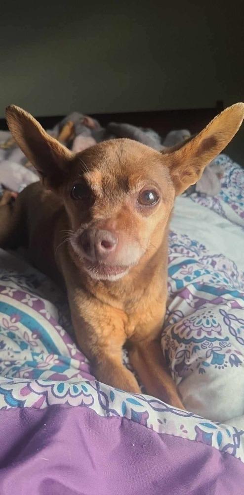 Sir Charles, Adoptable, Senior Male Chihuahua.