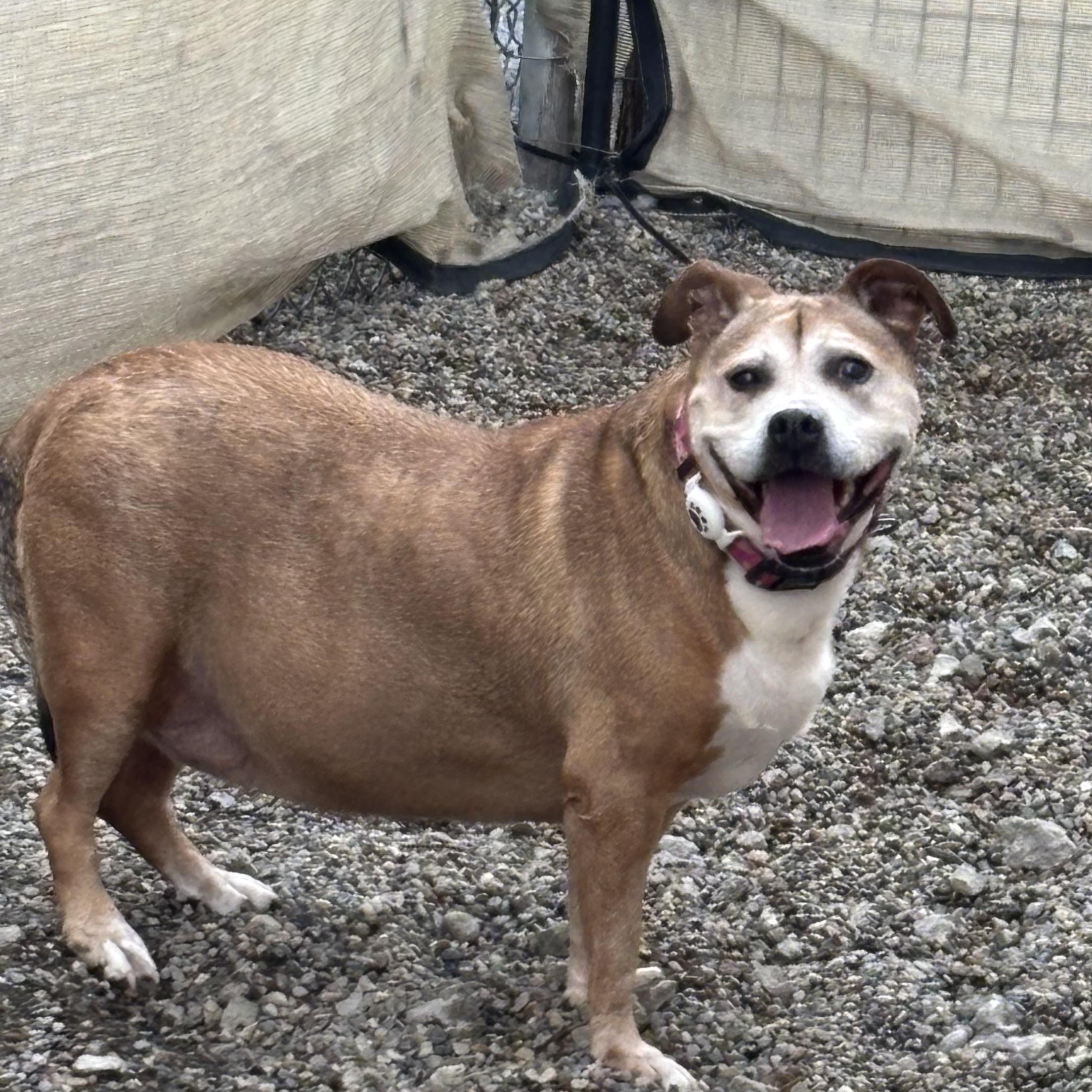Kit Kat, ADOPTABLE, Adult Female Mixed Breed.