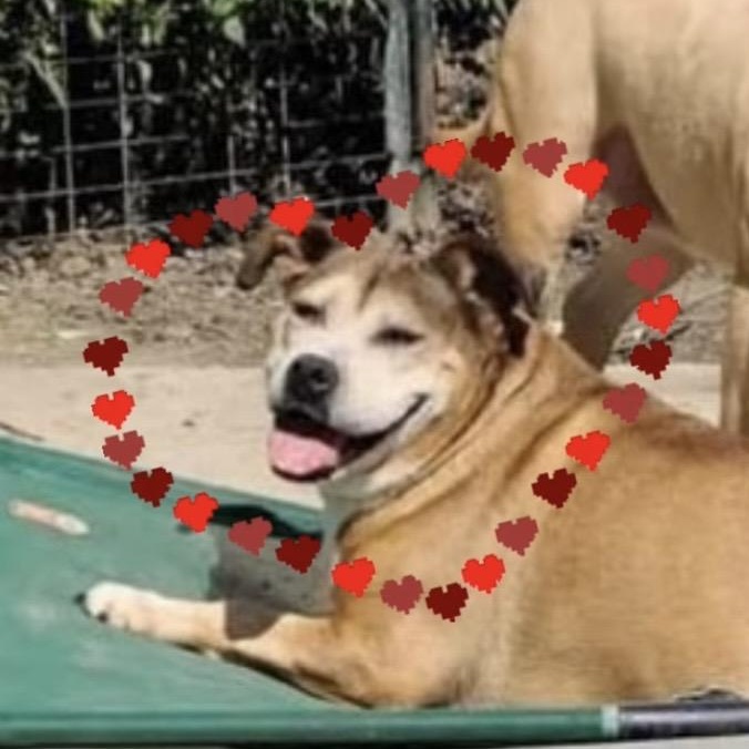 Enlarge Kit Kat, a ADOPTABLE mixed breed in Oak Park, MI image 1/1