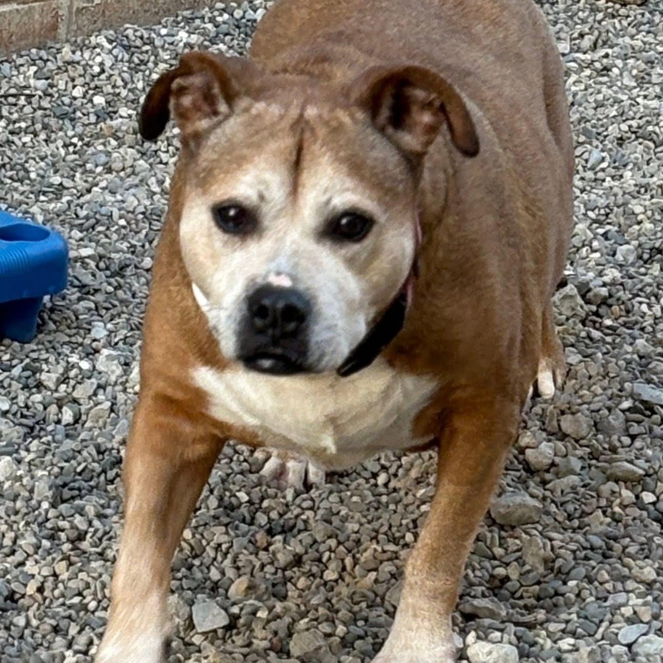 Enlarge Kit Kat, a ADOPTABLE mixed breed in Oak Park, MI image 2/3