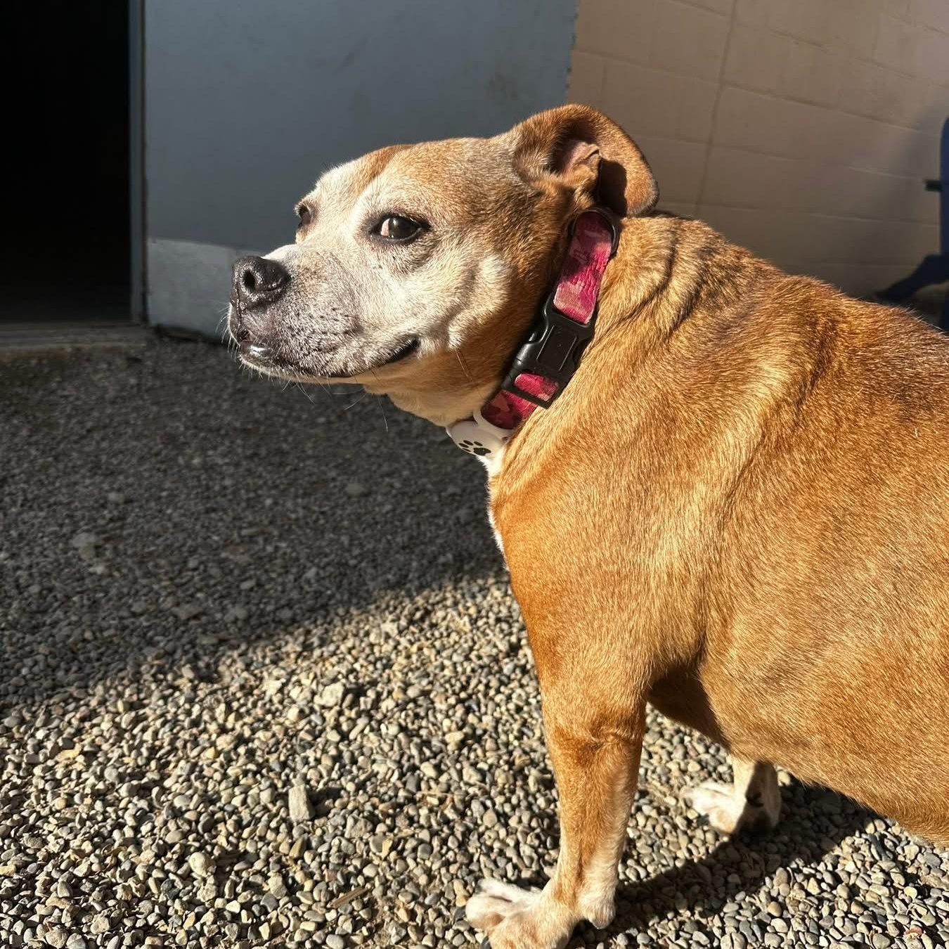 Enlarge Kit Kat, a ADOPTABLE mixed breed in Oak Park, MI image 3/3