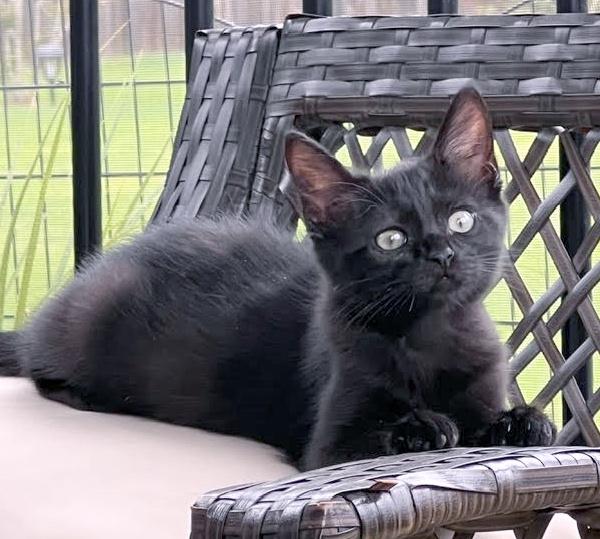 Enlarge Lilo, a Adopted Domestic Medium Hair in Smithfield, NC image 2/3