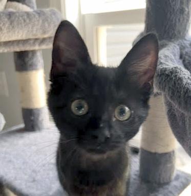 Enlarge Lilo, a Adopted Domestic Medium Hair in Smithfield, NC image 1/3