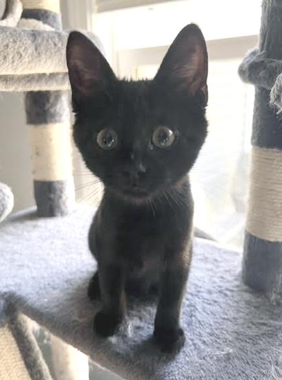 Enlarge Lilo, a Adopted Domestic Medium Hair in Smithfield, NC image 3/3