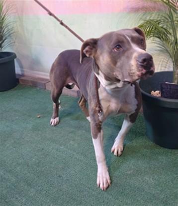 ROSIE, Adoptable, Adult Female Pit Bull Terrier.