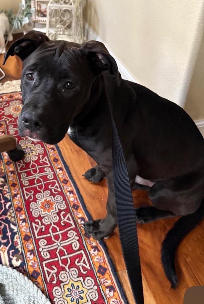 Sonny, Adoptable, Young Male Boxer & Labrador Retriever.