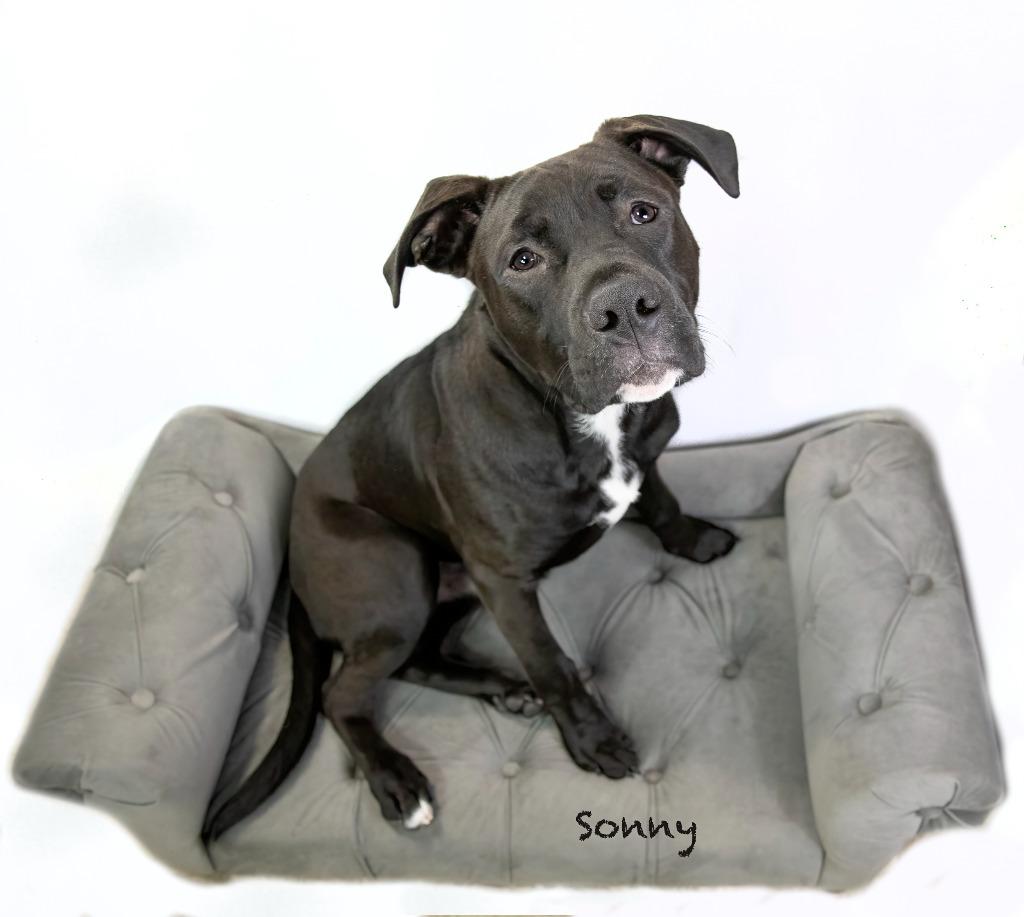 Enlarge Sonny, a Adoptable mixed breed in Hot Springs Village, AR image 1/3