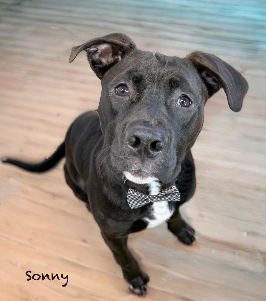 Enlarge Sonny, a Adoptable mixed breed in Hot Springs Village, AR image 3/3