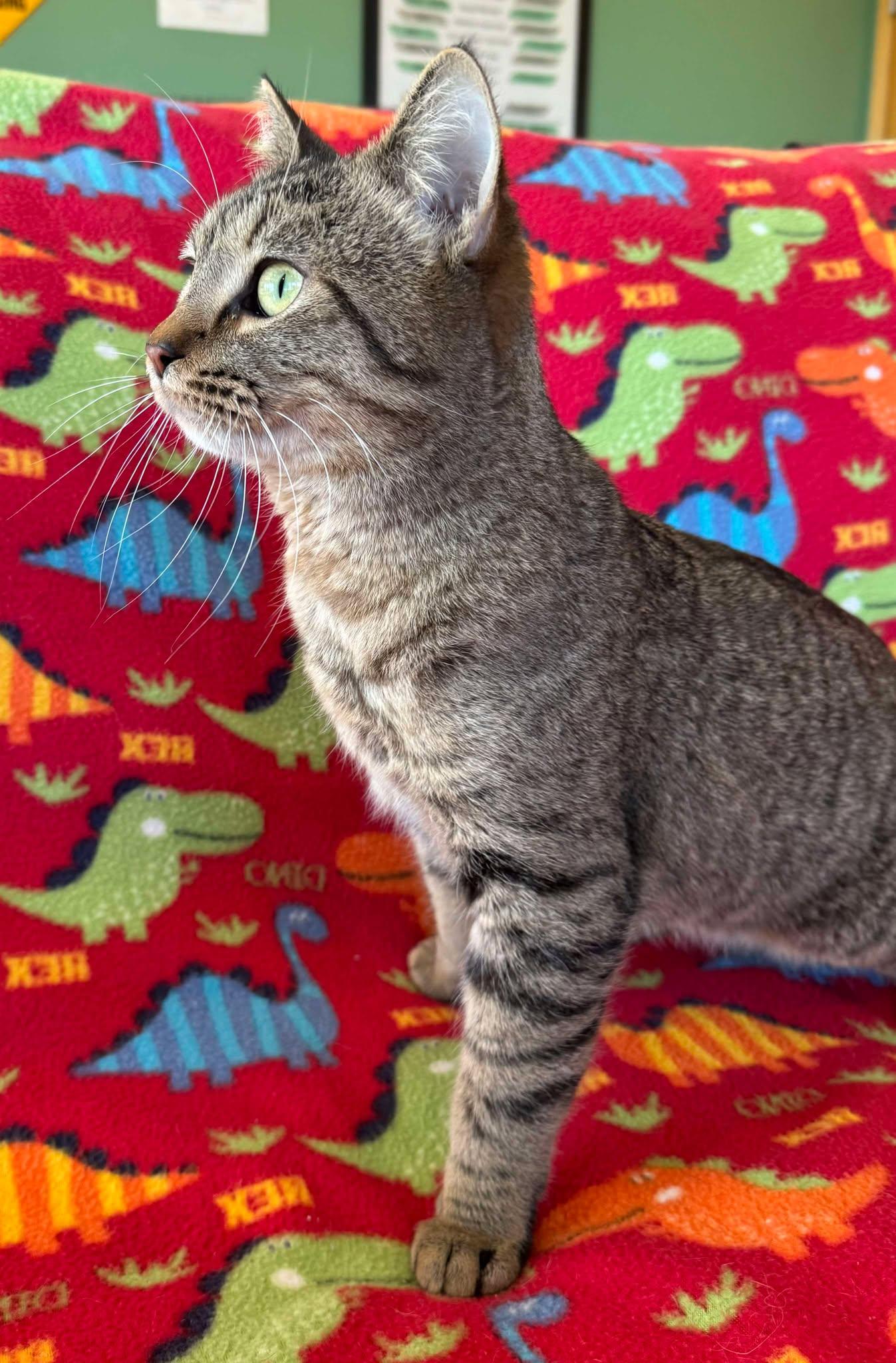 Ripley, an adoptable Domestic Short Hair in Alexandria, MN, 56308 | Photo Image 1