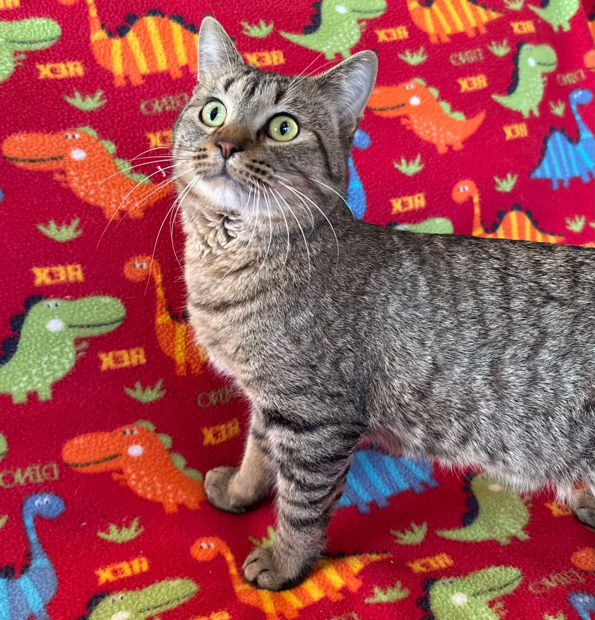 Ripley, an adoptable Domestic Short Hair in Alexandria, MN, 56308 | Photo Image 3
