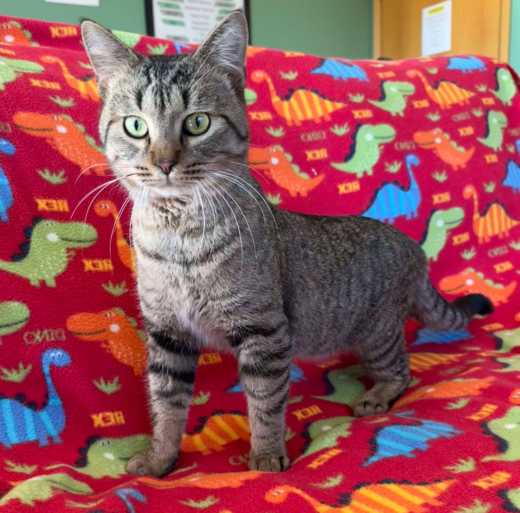 Ripley, an adoptable Domestic Short Hair in Alexandria, MN, 56308 | Photo Image 2