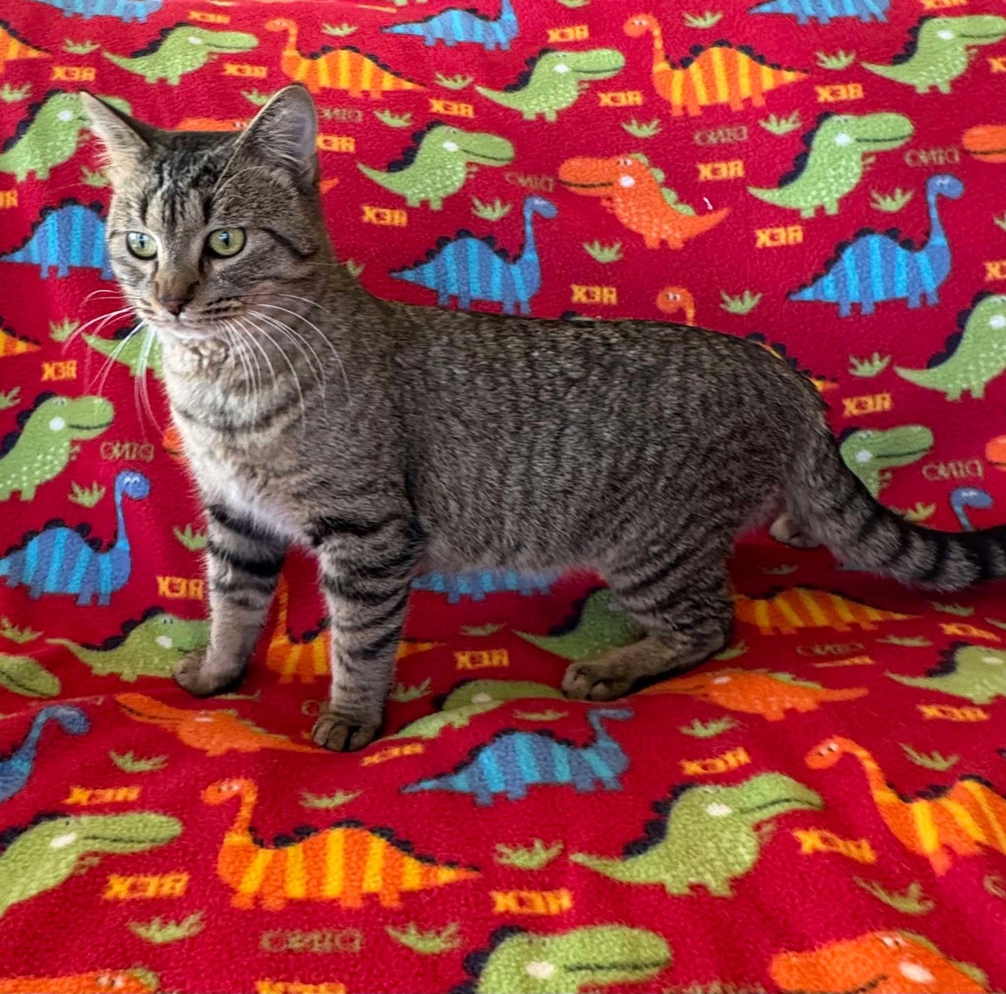 Ripley, an adoptable Domestic Short Hair in Alexandria, MN, 56308 | Photo Image 4
