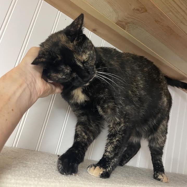 Lydia, Adoptable, Adult Female Domestic Short Hair.