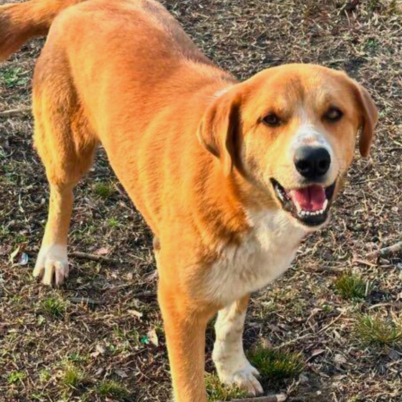 Catalina, Adult Female Hound