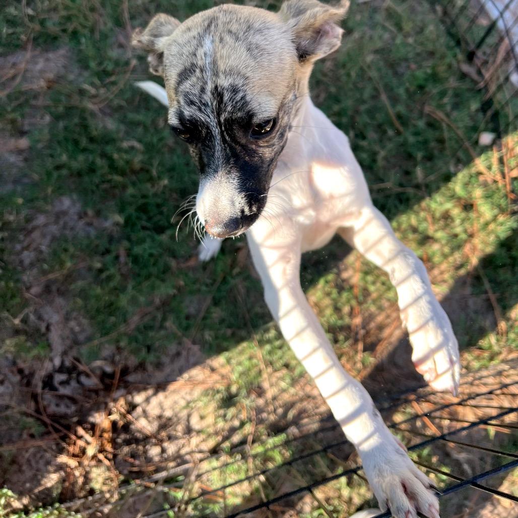 Pippi, a Adoptable mixed breed in North Port, FL image 2/4